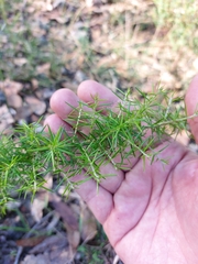 Grevillea juniperina