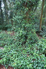 Apocyneae