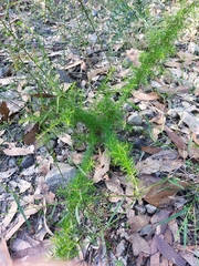 Grevillea juniperina