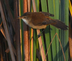 Bradypterus baboecala