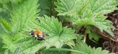 Criorhina floccosa