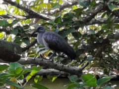 Bostrychia hagedash hagedash