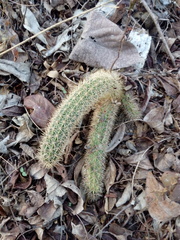 Acanthocereus oaxacensis