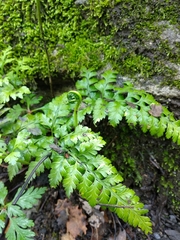 Asplenium onopteris