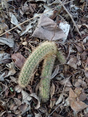 Acanthocereus oaxacensis