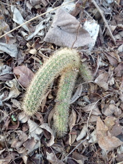 Acanthocereus oaxacensis