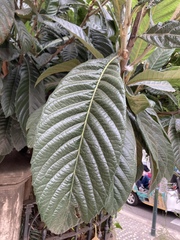 Eriobotrya japonica