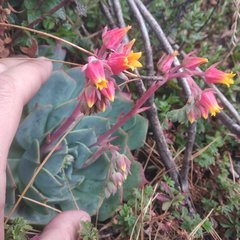 Echeveria secunda