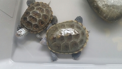 Malaclemys terrapin
