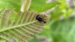 Compsapoderus erythrogaster