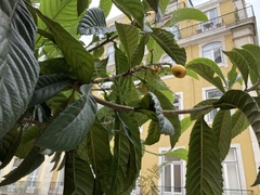 Eriobotrya japonica