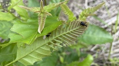 Compsapoderus erythrogaster