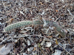Acanthocereus oaxacensis