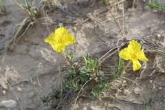 Oenothera lavandulifolia