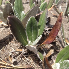 Robinsonecio gerberifolius