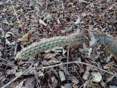 Acanthocereus oaxacensis