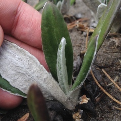 Robinsonecio gerberifolius