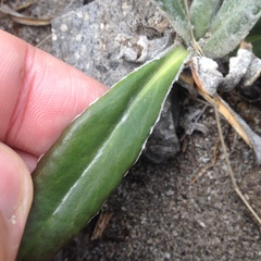 Robinsonecio gerberifolius