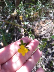 Chrysojasminum fruticans