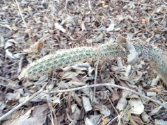 Acanthocereus oaxacensis