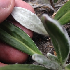 Robinsonecio gerberifolius