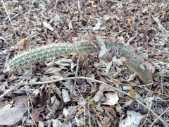 Acanthocereus oaxacensis