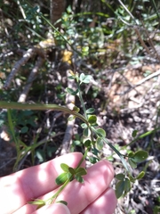 Chrysojasminum fruticans