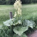Rhubarb - Photo (c) Samuel Brinker, some rights reserved (CC BY-NC), uploaded by Samuel Brinker