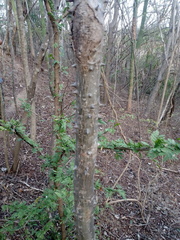 Cnidoscolus megacanthus