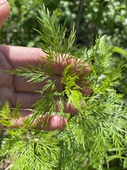 Trepocarpus aethusae