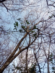 Cnidoscolus megacanthus