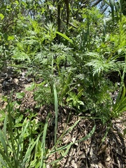 Trepocarpus aethusae