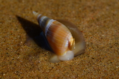 Bullia natalensis