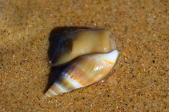 Bullia natalensis