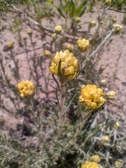 Helichrysum stoechas
