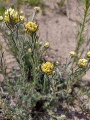 Helichrysum stoechas