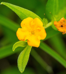 Lithospermum canescens