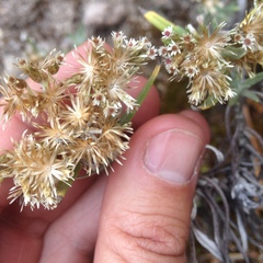 Gnaphaliothamnus salicifolius