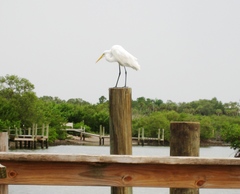 Ardea alba