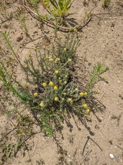 Helichrysum stoechas