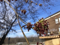 Acer negundo