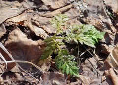 Sceptridium robustum