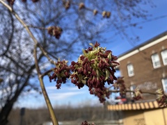 Acer negundo