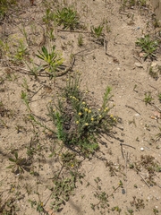 Helichrysum stoechas