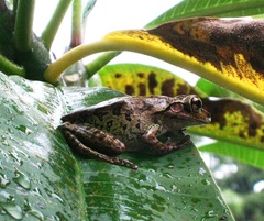 Osteopilus septentrionalis