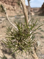 Haloxylon ammodendron