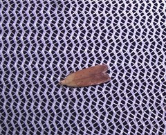 Anacampsis fullonella