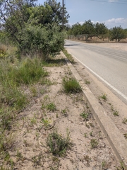 Helichrysum stoechas