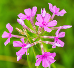 Phlox pilosa