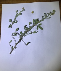 Crotalaria goreensis